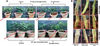 Grafting enhances drought tolerance by regulating and mobilizing proteome, transcriptome and molecular physiology in okra genotypes